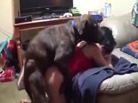 Sexy chick got fucked on the bed by dog's hard dick
